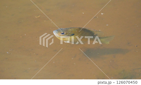 水面に近づく一匹の魚ブルーギルの魚影 水面に近づく一匹の魚ブルーギルの魚影 126070450