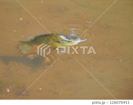 水面に近づく一匹の魚ブルーギルの魚影 126070451