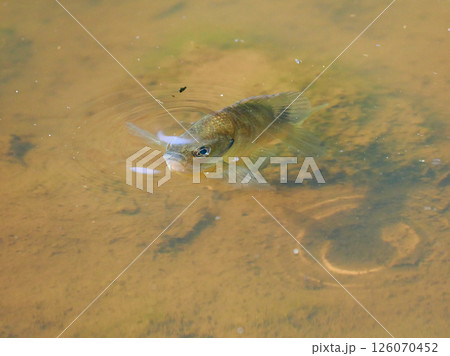 水面に近づく一匹の魚ブルーギルの魚影 126070452