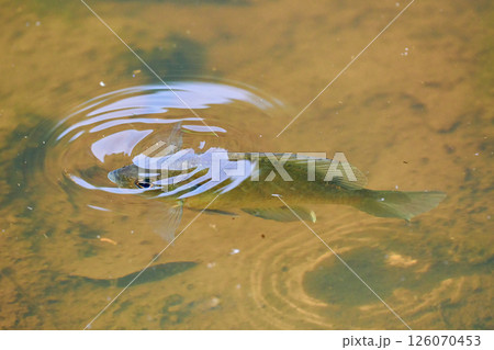 水面に近づく一匹の魚ブルーギルの魚影 水面に近づく一匹の魚ブルーギルの魚影 126070453