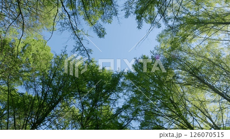 A Lush Green Canopy Spreads Beneath a Clear Blue Sky, Enveloping Us in Natures Beauty A Lush Green Canopy Spreads Beneath a Clear Blue Sky, Enveloping Us in Natures Beauty 126070515