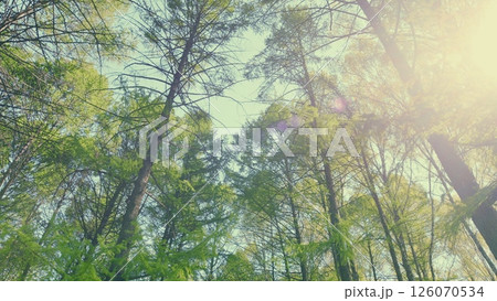 A Lush Green Forest Canopy Nestled Under a Bright and Clear Blue Sky Awaiting Your Visit A Lush Green Forest Canopy Nestled Under a Bright and Clear Blue Sky Awaiting Your Visit 126070534