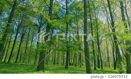 The Lush and Vibrant Green Forest, with Beautiful Sunlight Filtering Gently Through the Trees The Lush and Vibrant Green Forest, with Beautiful Sunlight Filtering Gently Through the Trees 126070535