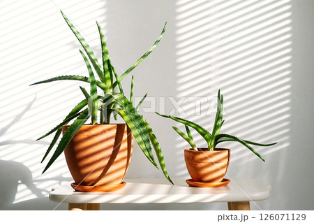 Aloe Vera Plants of Different Sizes are Placed on Tabletop, Basking in Natural Light. Shadows from Blinds Create Striking Patterns. 126071129
