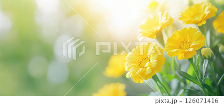 Vibrant yellow marigolds bloom in sunny garden, radiating joy and warmth 126071416