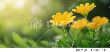 Vibrant yellow marigolds bloom in lush garden, radiating joy and warmth 126071417