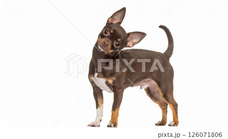 首をかしげるチワワ 126071806
