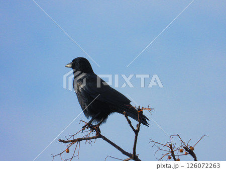 枝に留まるハシボソガラス 126072263