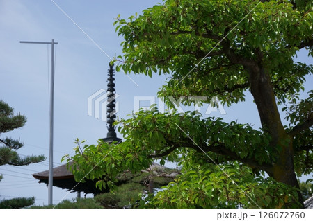 荒子観音　木と多宝塔　尾張四観音 126072760