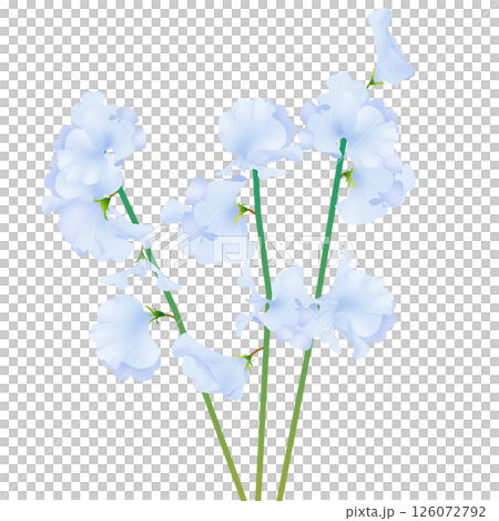 香豌豆 126072792