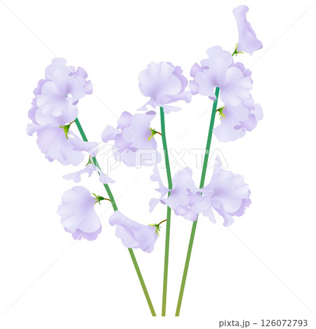 スイートピー 126072793