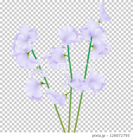 スイートピー 126072793