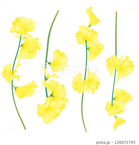 スイートピー 126072795