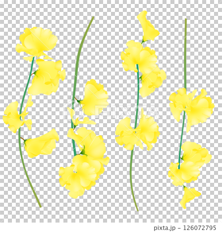 スイートピー 126072795