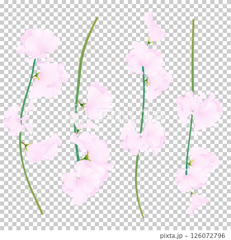 香豌豆 126072796