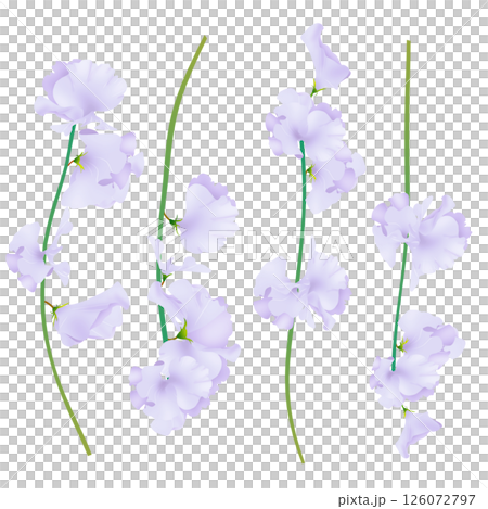 香豌豆 126072797