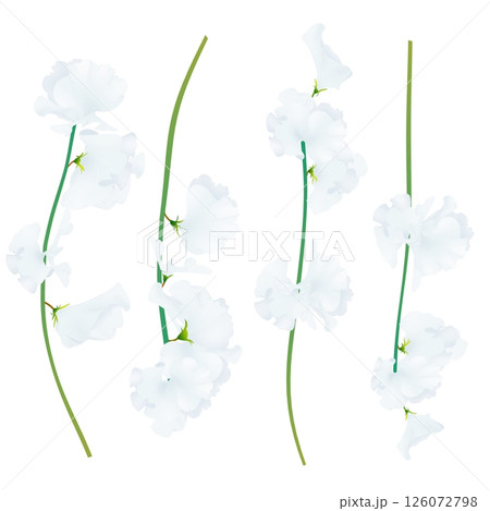 スイートピー 126072798