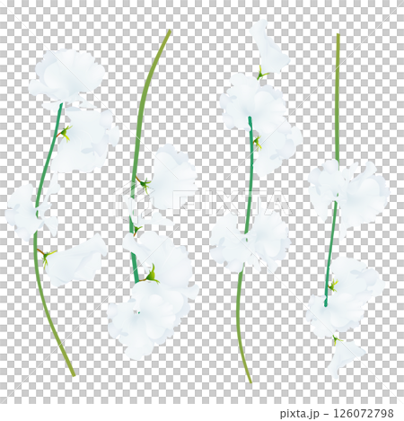 スイートピー 126072798