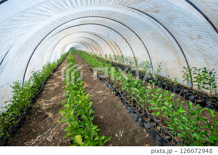 Gardening background with green plants in greenhouse. 126072948