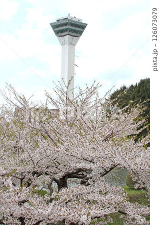 桜満開の五稜郭公園　桜名所　お花見　函館 126073079
