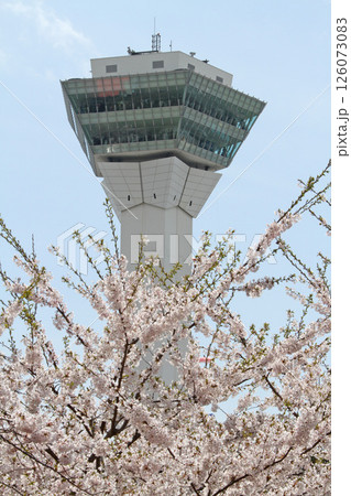桜満開の五稜郭公園　桜名所　お花見　函館 126073083