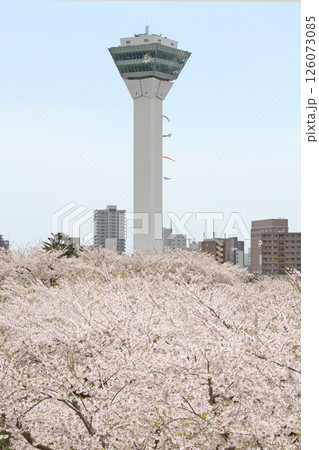 桜満開の五稜郭公園 桜名所 お花見 函館 桜満開の五稜郭公園 桜名所 お花見 函館 126073085