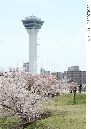 桜満開の五稜郭公園　桜名所　お花見　函館 126073086