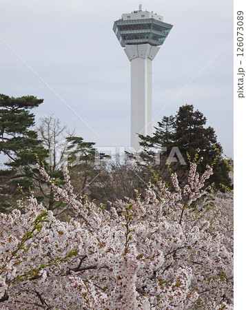 桜満開の五稜郭公園　桜名所　お花見　函館 126073089
