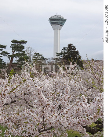 桜満開の五稜郭公園　桜名所　お花見　函館 126073090