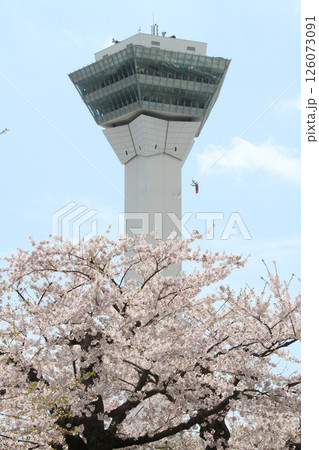 桜満開の五稜郭公園　桜名所　お花見　函館 126073091