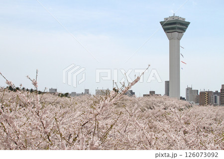 桜満開の五稜郭公園　桜名所　お花見　函館 126073092