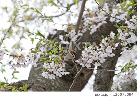 桜満開の五稜郭公園　桜名所　お花見　函館 126073094