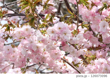 桜満開の五稜郭公園　桜名所　お花見　函館 126073096