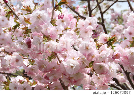 桜満開の五稜郭公園　桜名所　お花見　函館 126073097