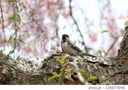 桜満開の五稜郭公園　桜名所　お花見　函館 126073098