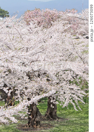 桜満開の五稜郭公園　桜名所　お花見　函館 126073099