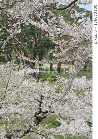 桜満開の五稜郭公園　桜名所　お花見　函館 126073100