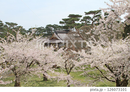 桜満開の五稜郭公園　桜名所　お花見　函館 126073101