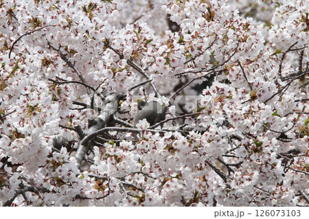 桜満開の五稜郭公園 桜名所 お花見 函館 桜満開の五稜郭公園 桜名所 お花見 函館 126073103