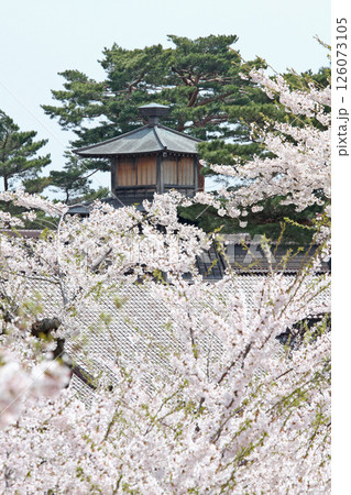 桜満開の五稜郭公園　桜名所　お花見　函館 126073105