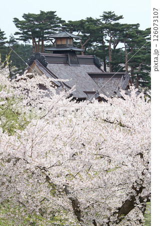 桜満開の五稜郭公園 桜名所 お花見 函館 桜満開の五稜郭公園 桜名所 お花見 函館 126073107