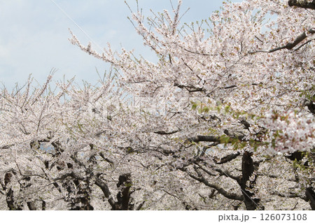 桜満開の五稜郭公園 桜名所 お花見 函館 桜満開の五稜郭公園 桜名所 お花見 函館 126073108