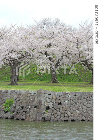 桜満開の五稜郭公園 桜名所 お花見 函館 桜満開の五稜郭公園 桜名所 お花見 函館 126073109