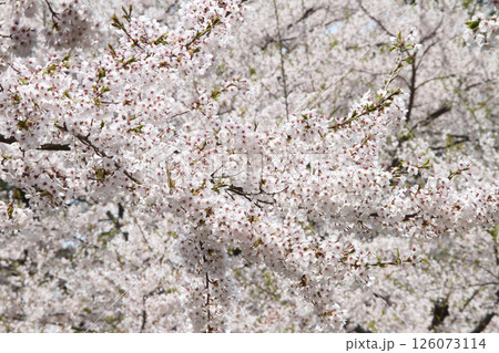 桜満開の五稜郭公園 桜名所 お花見 函館 桜満開の五稜郭公園 桜名所 お花見 函館 126073114