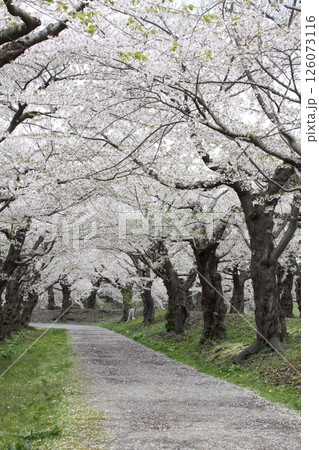 桜満開の五稜郭公園 桜名所 お花見 函館 桜満開の五稜郭公園 桜名所 お花見 函館 126073116