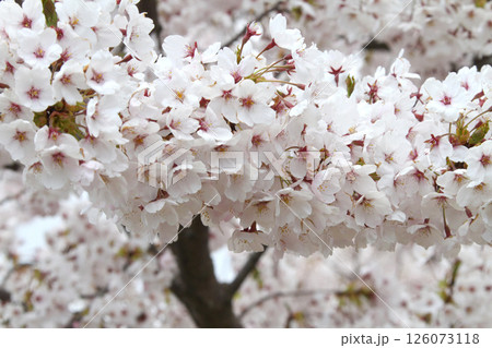 桜満開の五稜郭公園　桜名所　お花見　函館 126073118