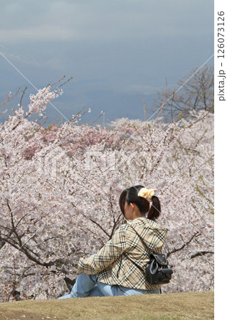 桜満開の五稜郭公園 桜名所 お花見 函館 桜満開の五稜郭公園 桜名所 お花見 函館 126073126