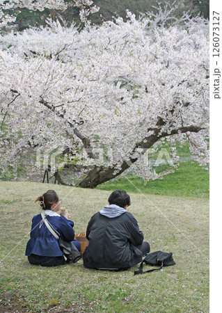 桜満開の五稜郭公園 桜名所 お花見 函館 桜満開の五稜郭公園 桜名所 お花見 函館 126073127