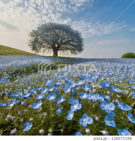 ネモフィラの花畑 126073189