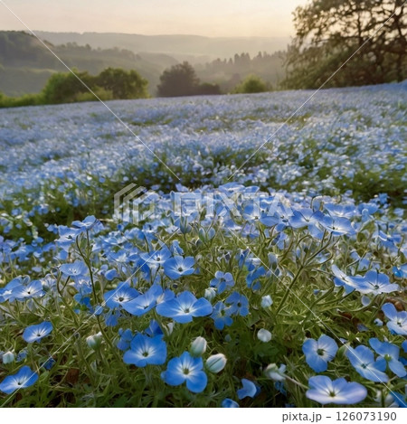 ネモフィラの花畑 126073190